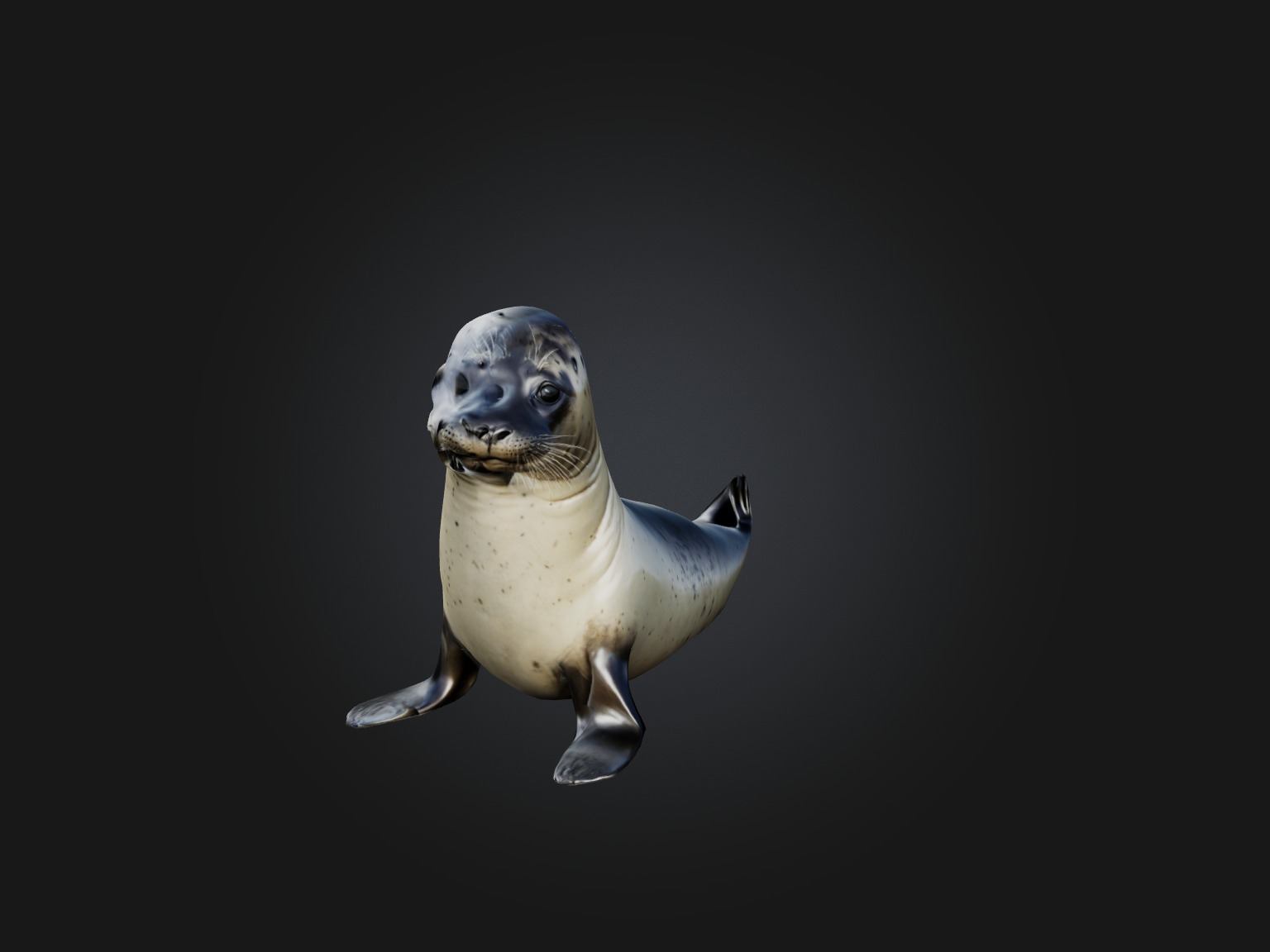 Realistic Seal Model Low-poly 3D model_6
