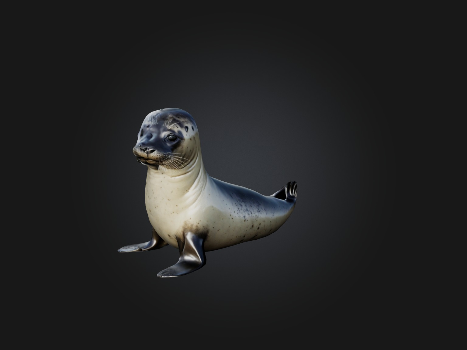 Realistic Seal Model Low-poly 3D model_7