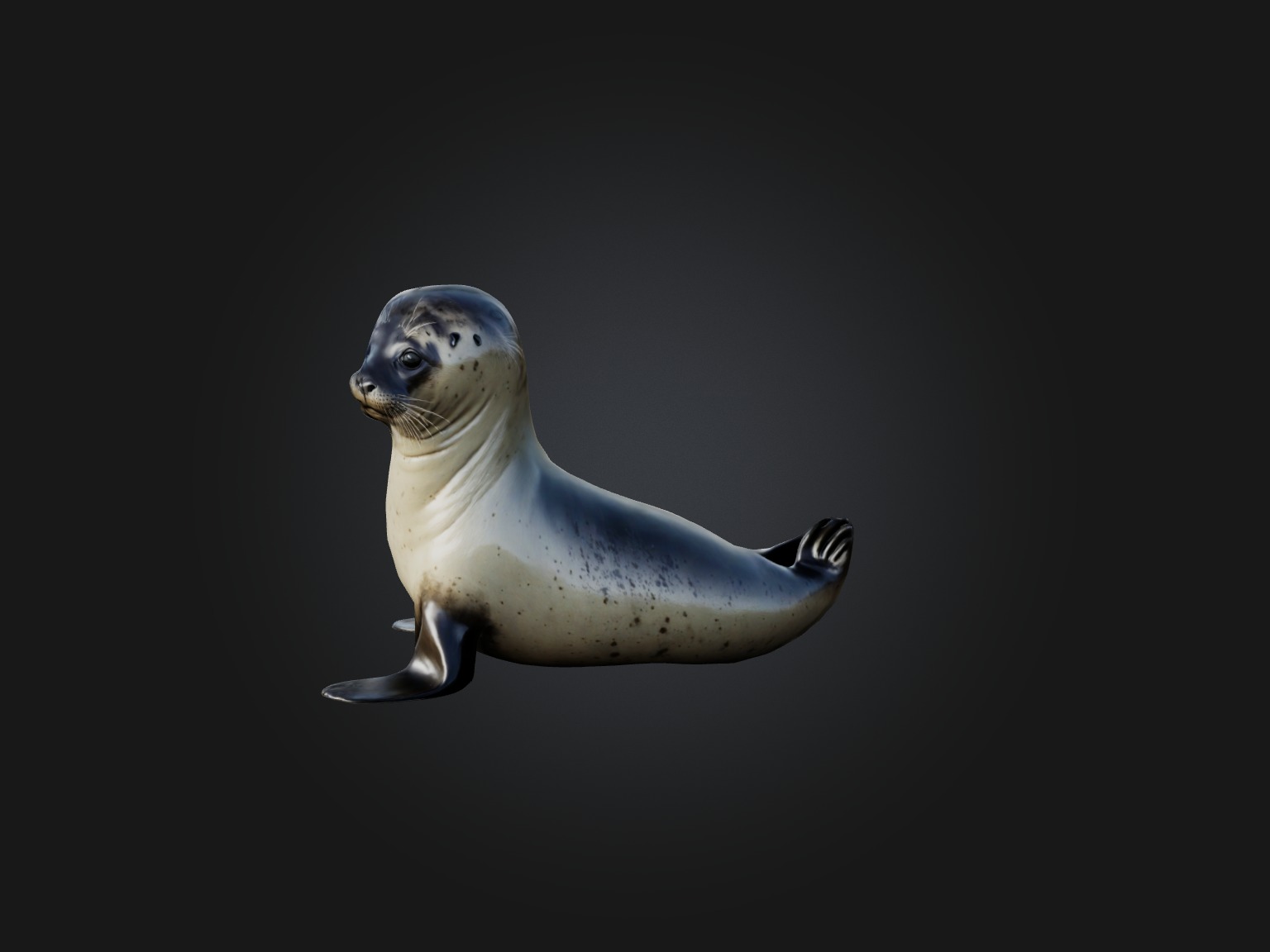 Realistic Seal Model Low-poly 3D model_3