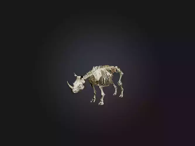 Realistic Rhinoceros Skeleton Model