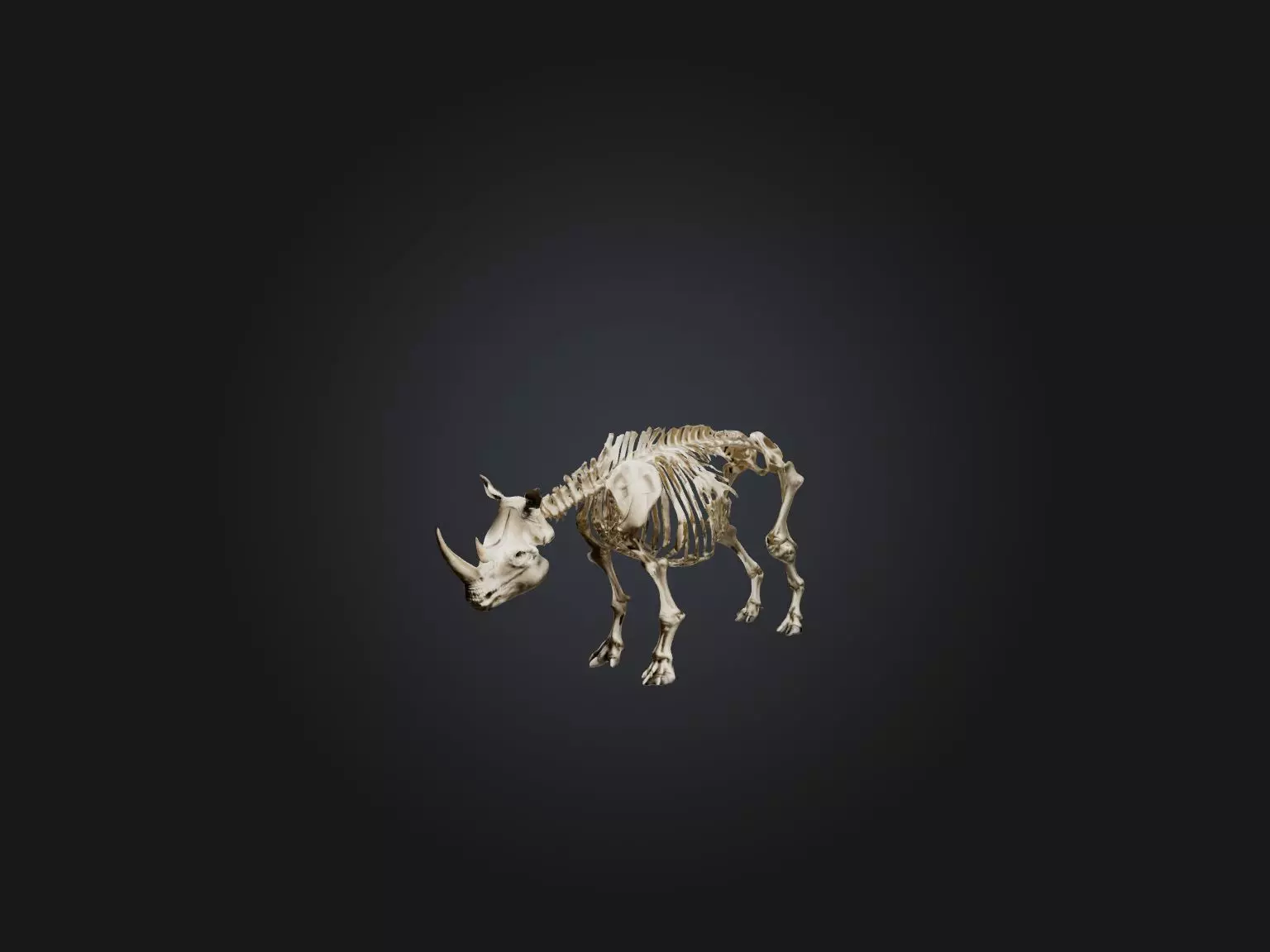 Realistic Rhinoceros Skeleton Model Low-poly 3D model_0