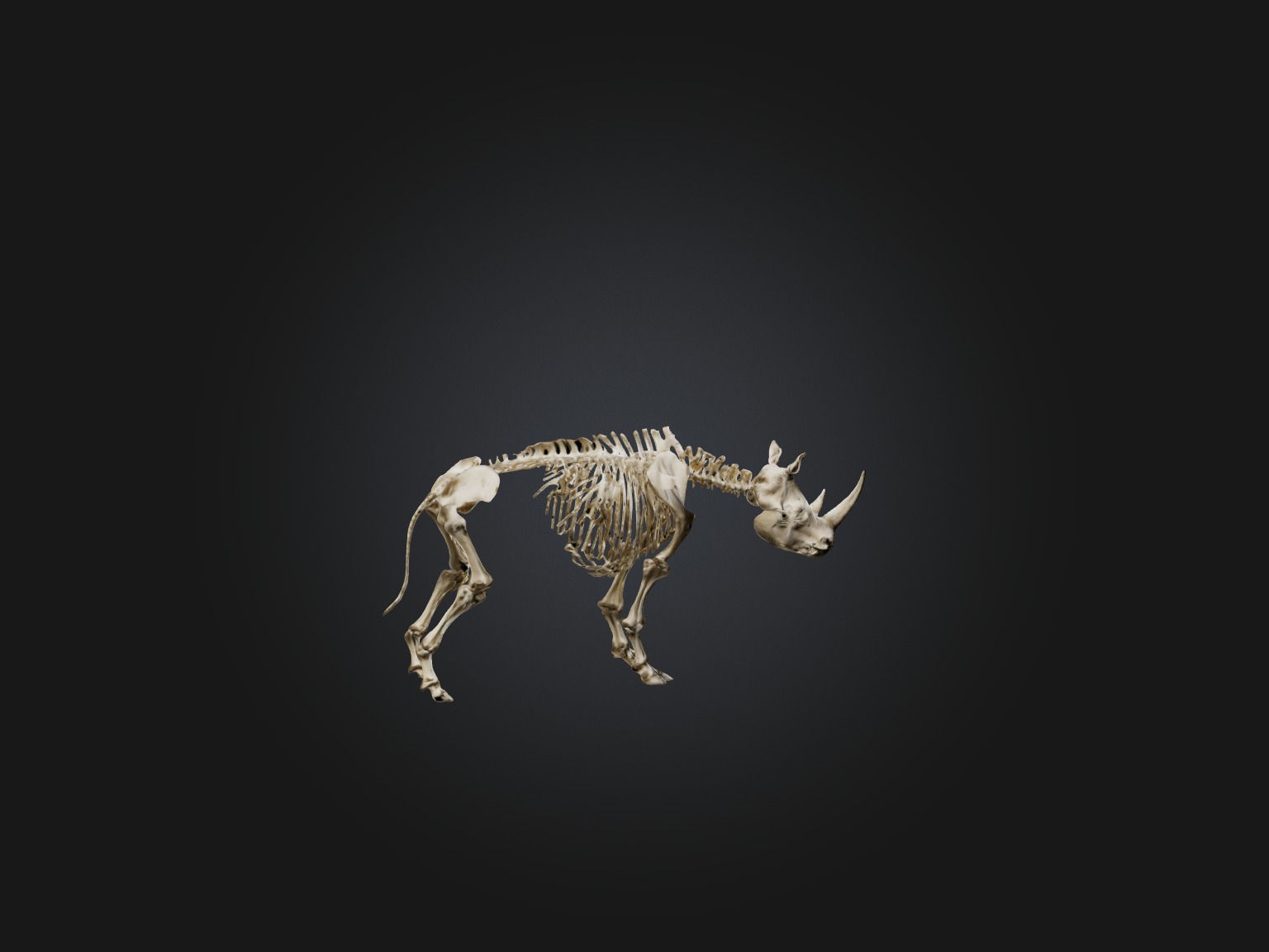 Realistic Rhinoceros Skeleton Model Low-poly 3D model_8