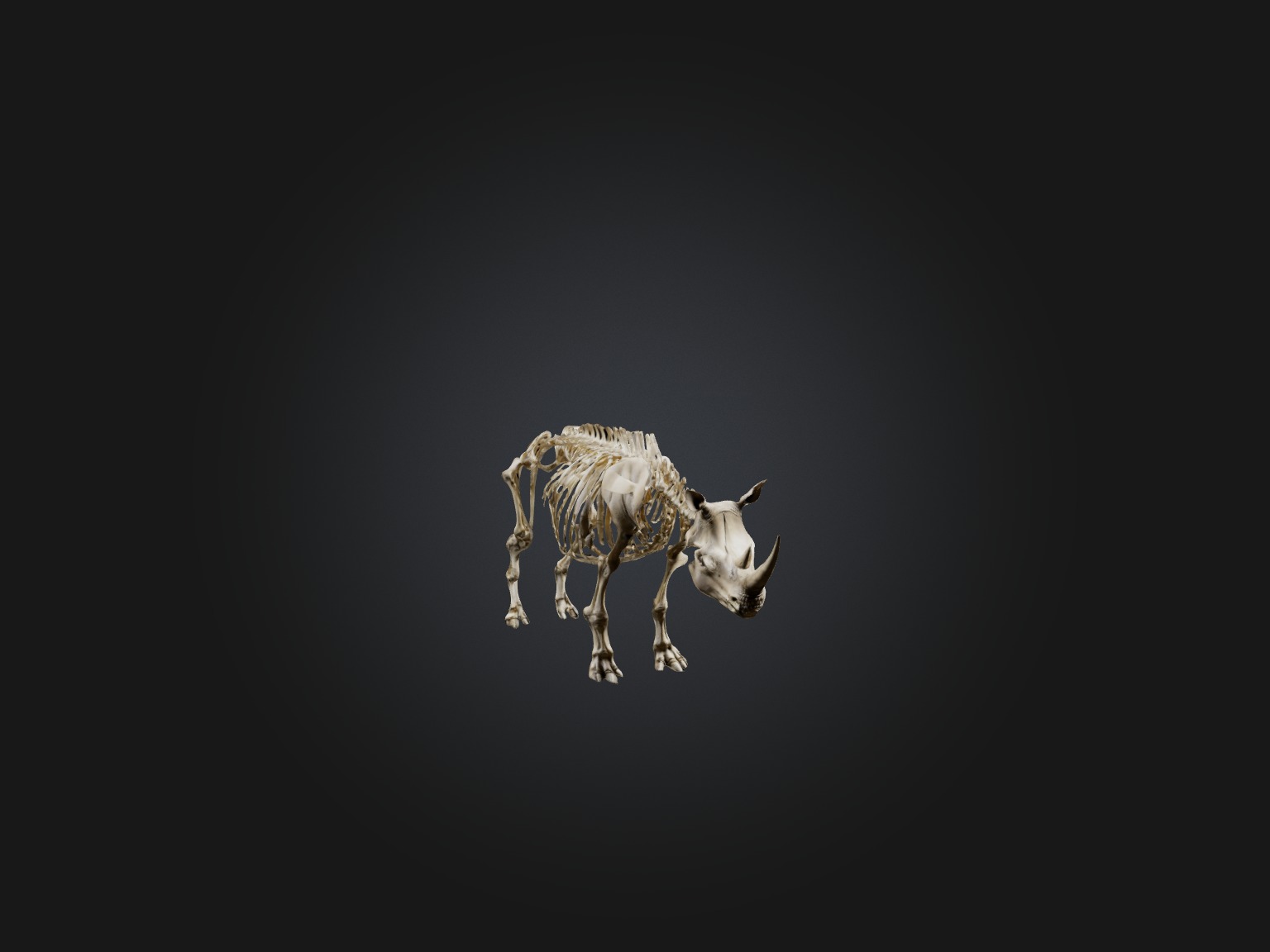 Realistic Rhinoceros Skeleton Model Low-poly 3D model_5