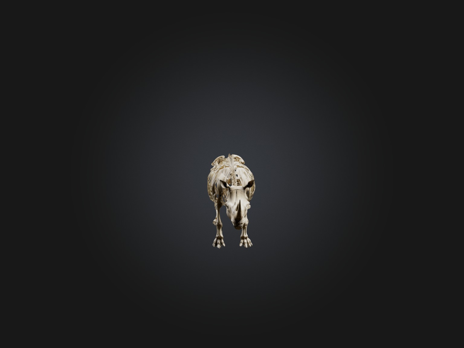Realistic Rhinoceros Skeleton Model Low-poly 3D model_4