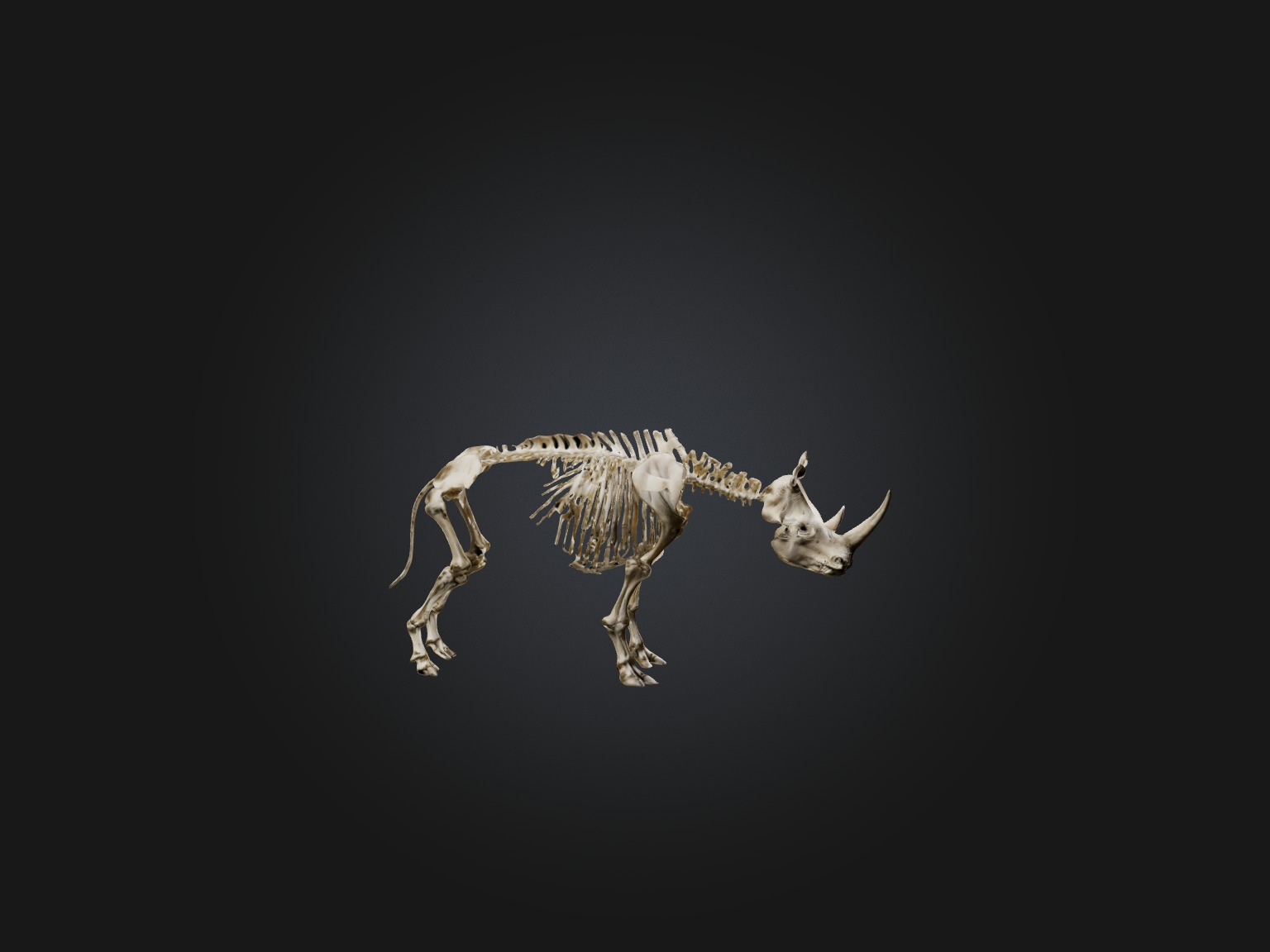 Realistic Rhinoceros Skeleton Model Low-poly 3D model_7