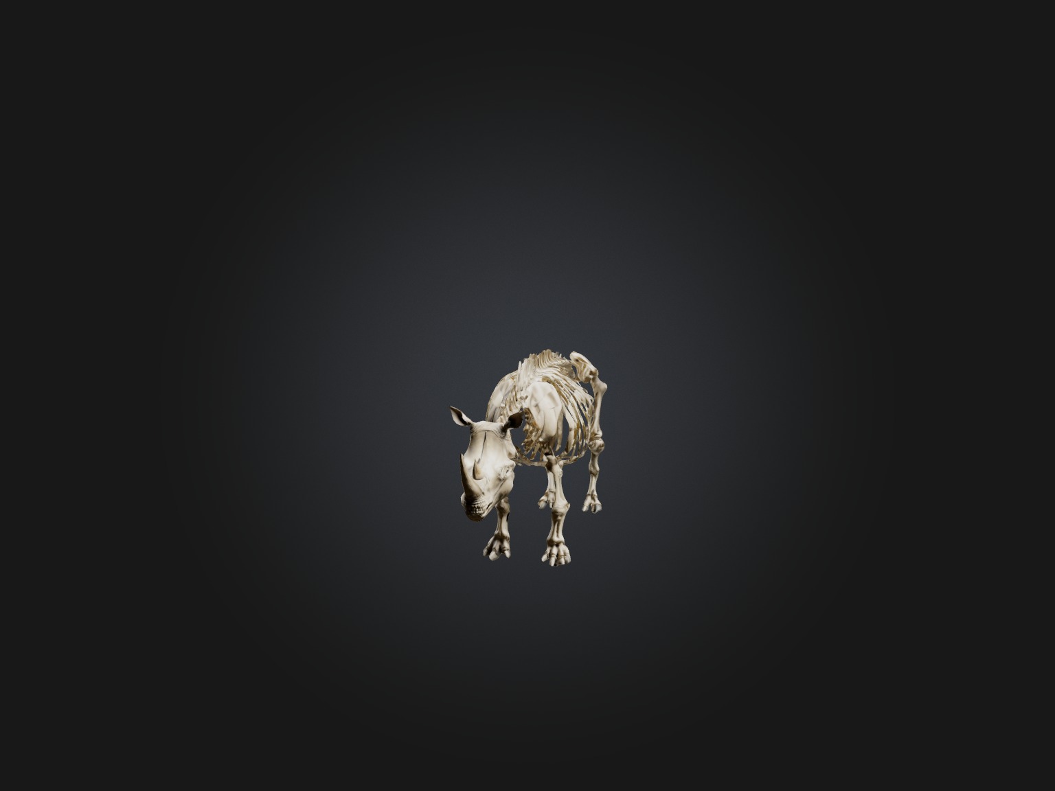 Realistic Rhinoceros Skeleton Model Low-poly 3D model_2