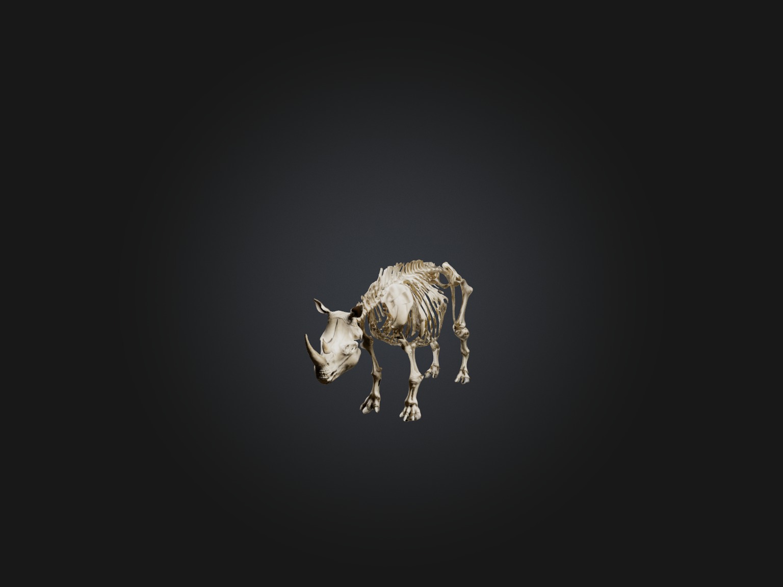 Realistic Rhinoceros Skeleton Model Low-poly 3D model_1