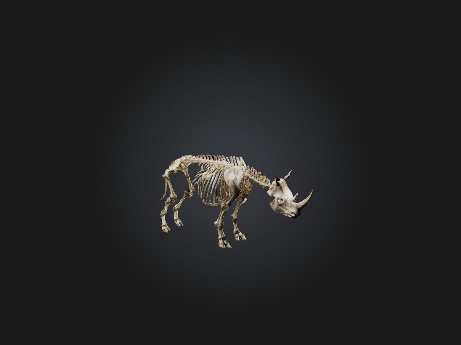 Realistic Rhinoceros Skeleton Model Low-poly 3D model_6