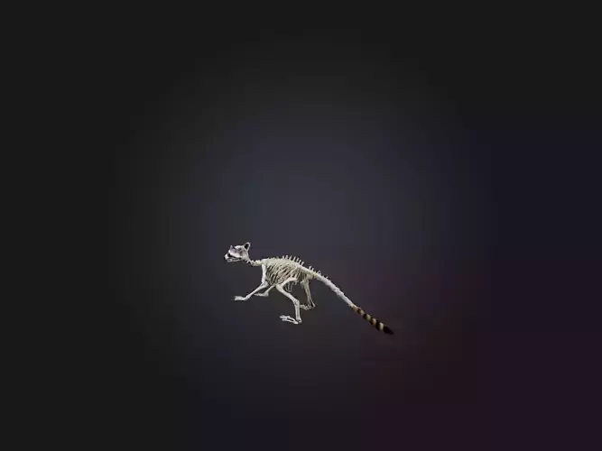 Realistic Raccoon Skeleton Model Low-poly 3D model