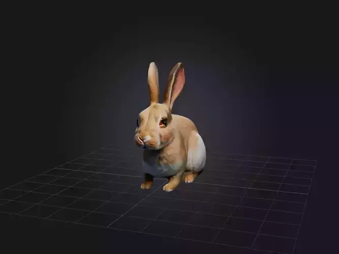 Realistic Rabbit Model