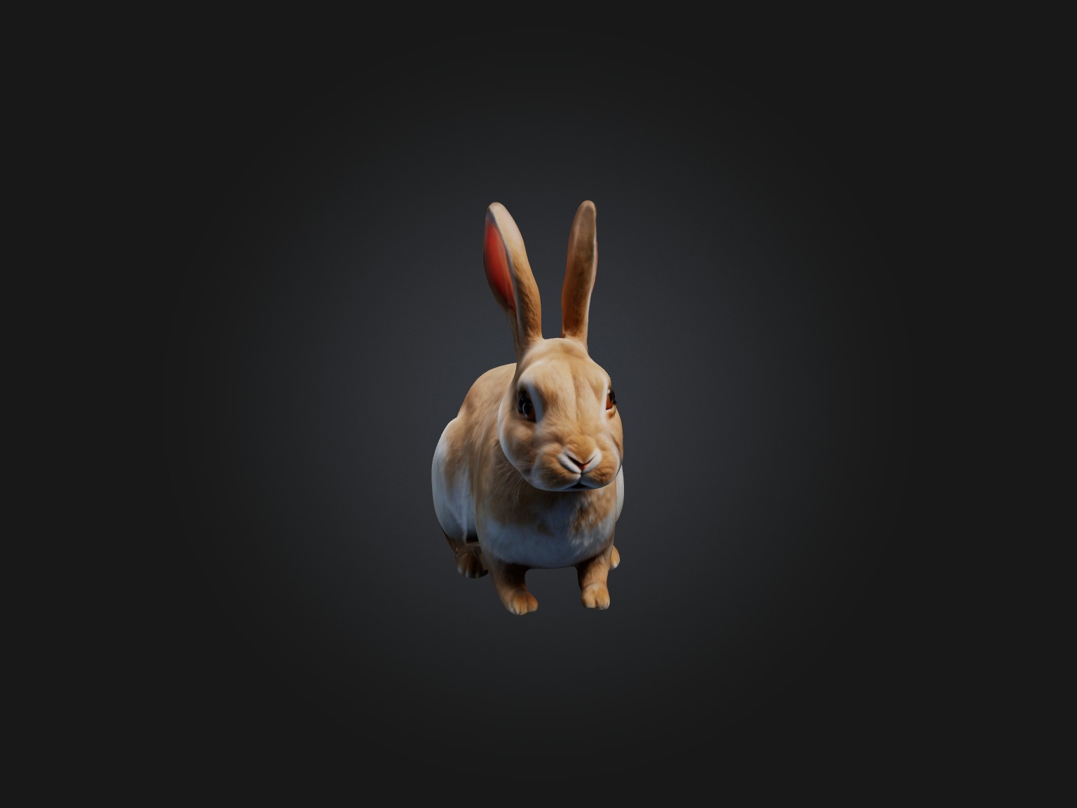 Realistic Rabbit Model Low-poly 3D model_5