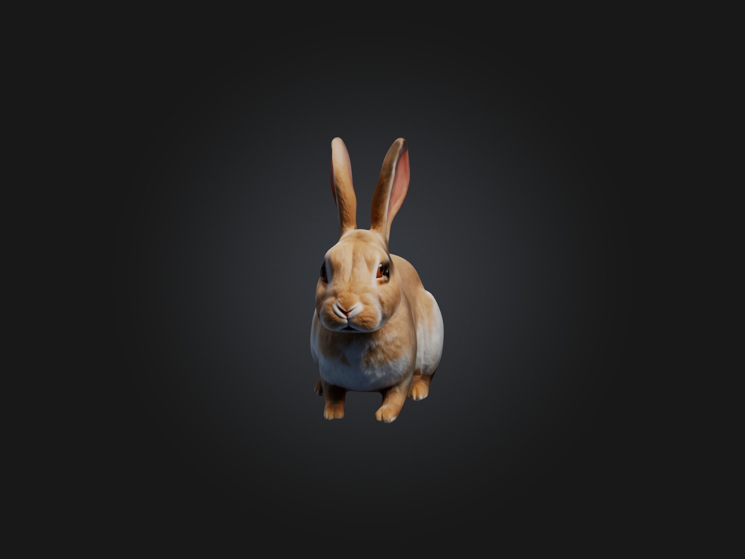Realistic Rabbit Model Low-poly 3D model_3