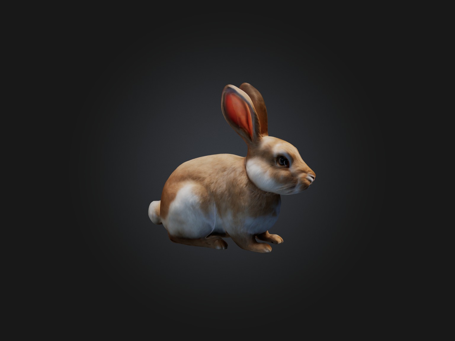 Realistic Rabbit Model Low-poly 3D model_4