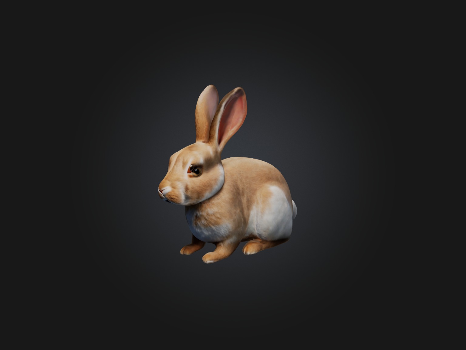 Realistic Rabbit Model Low-poly 3D model_1