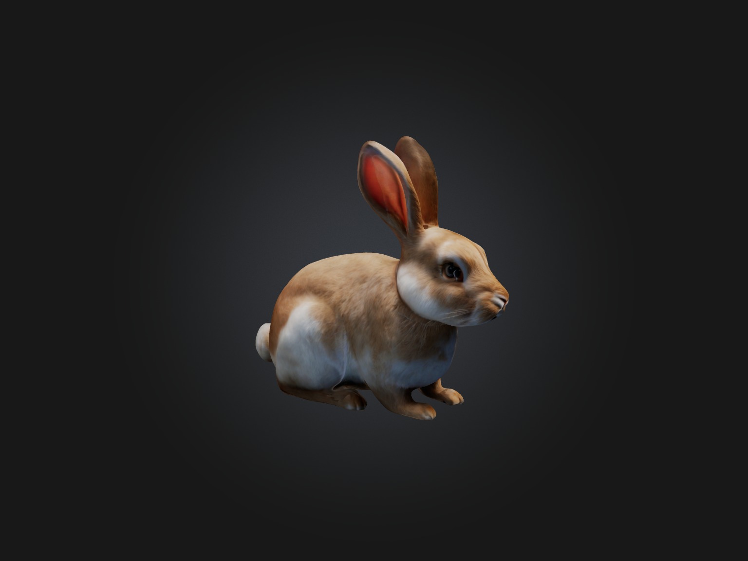 Realistic Rabbit Model Low-poly 3D model_6