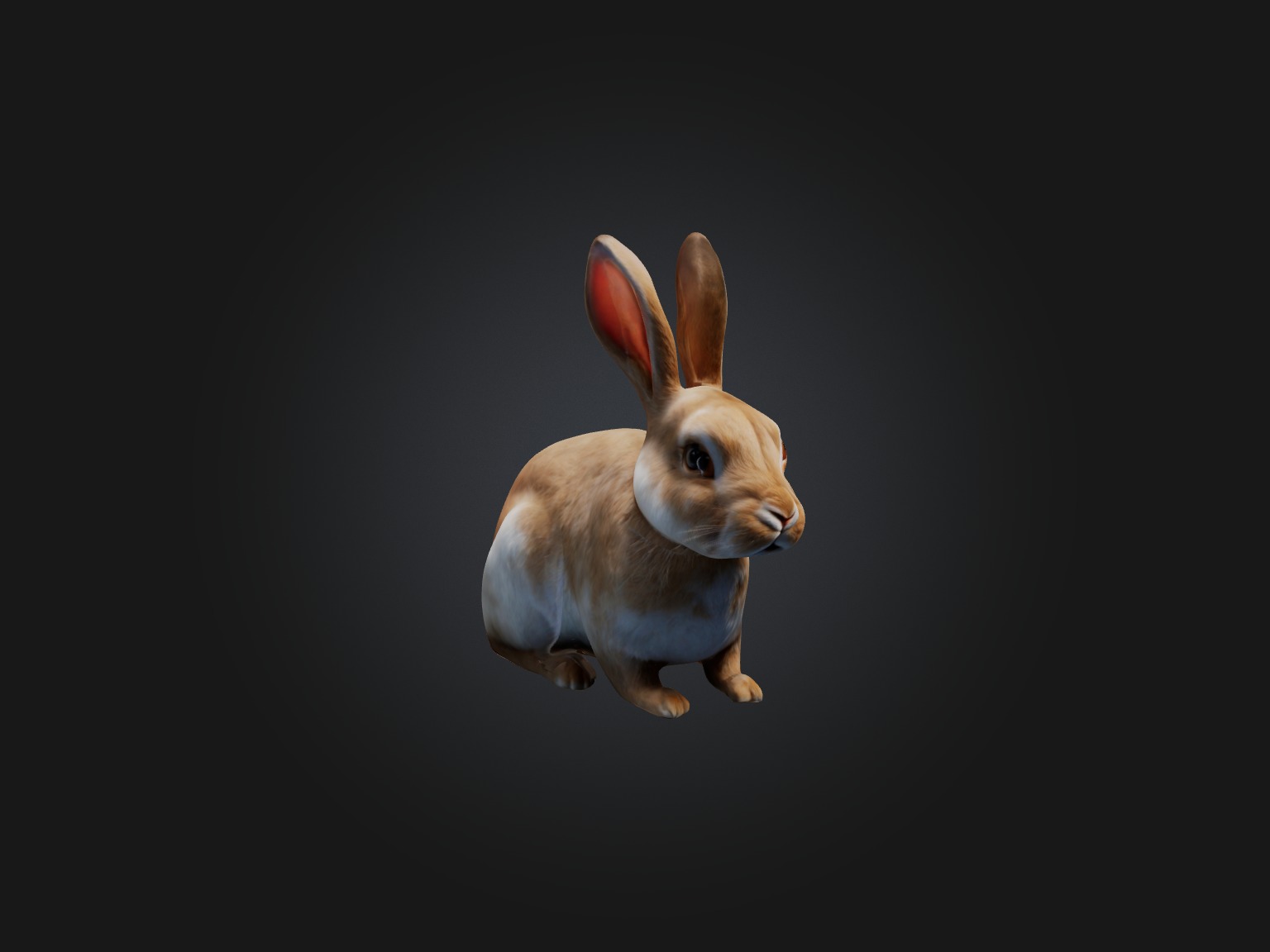 Realistic Rabbit Model Low-poly 3D model_7