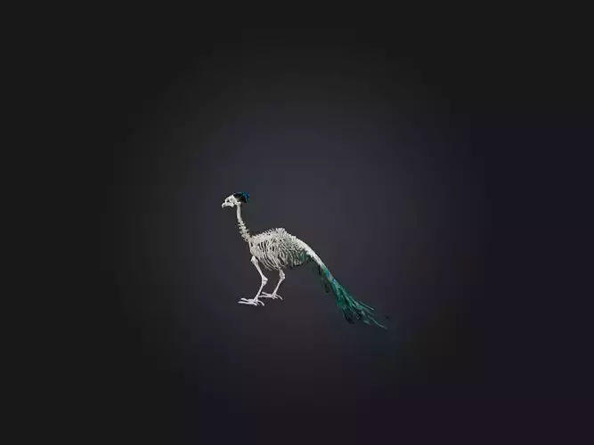 Realistic Peacock Skeleton Model