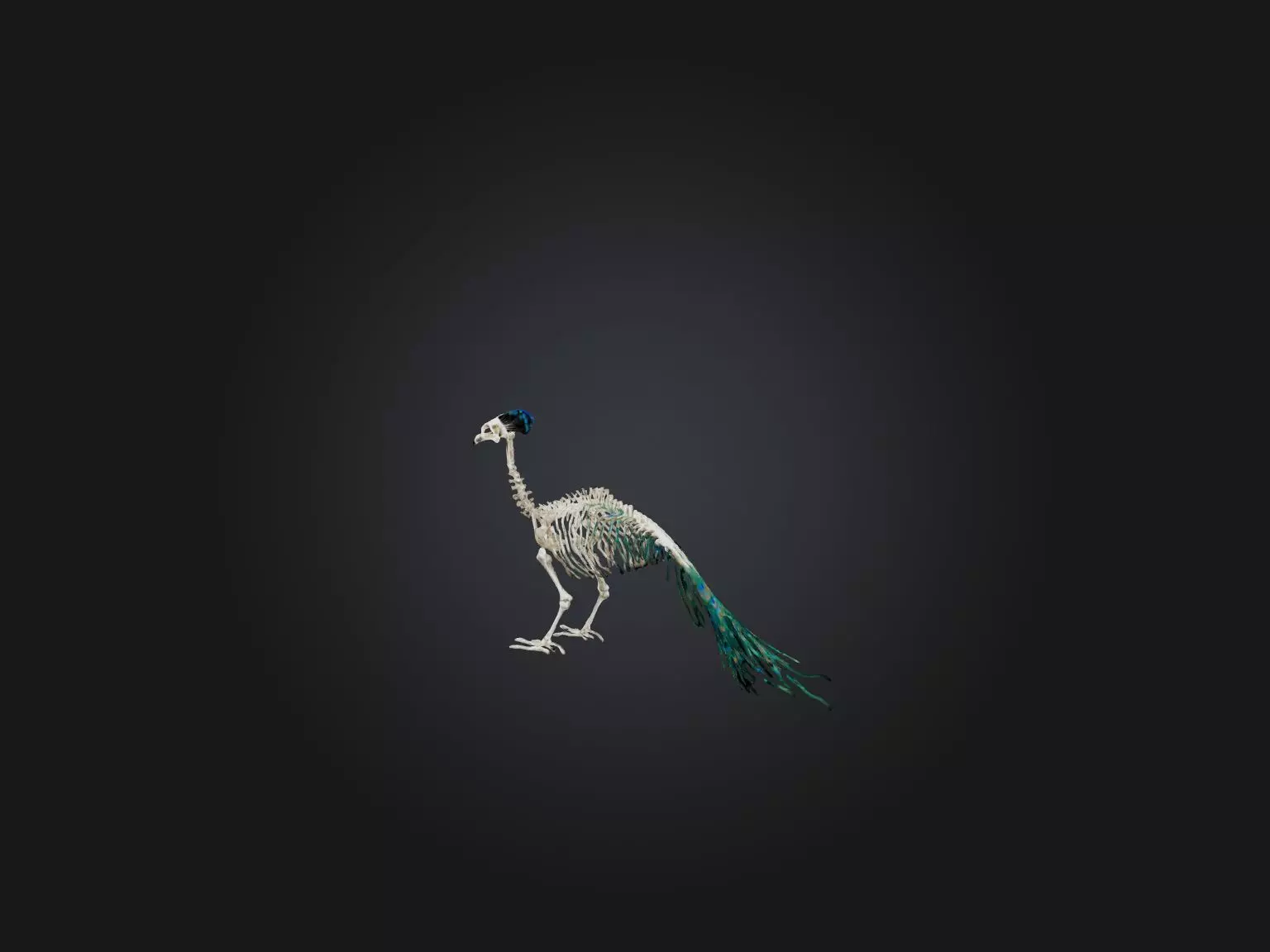 Realistic Peacock Skeleton Model Low-poly 3D model_0