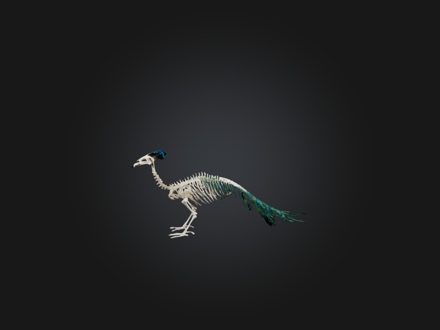 Realistic Peacock Skeleton Model Low-poly 3D model_4