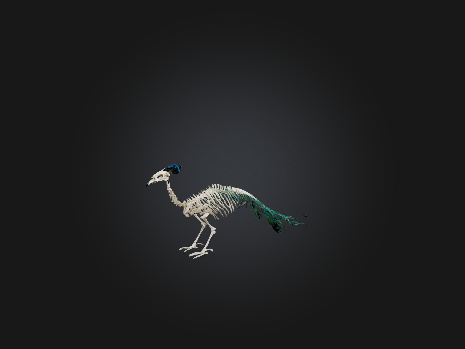 Realistic Peacock Skeleton Model Low-poly 3D model_5