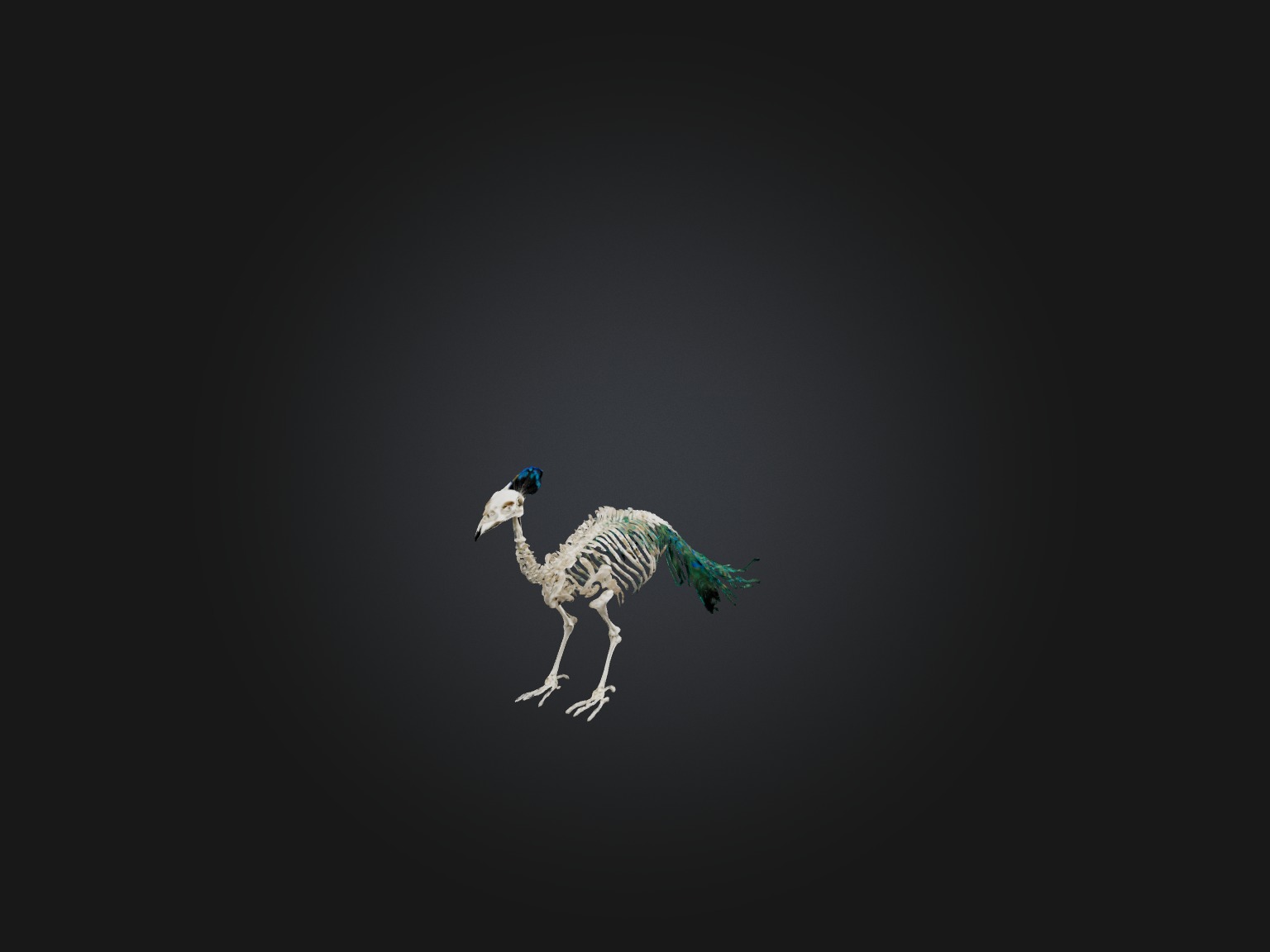 Realistic Peacock Skeleton Model Low-poly 3D model_6