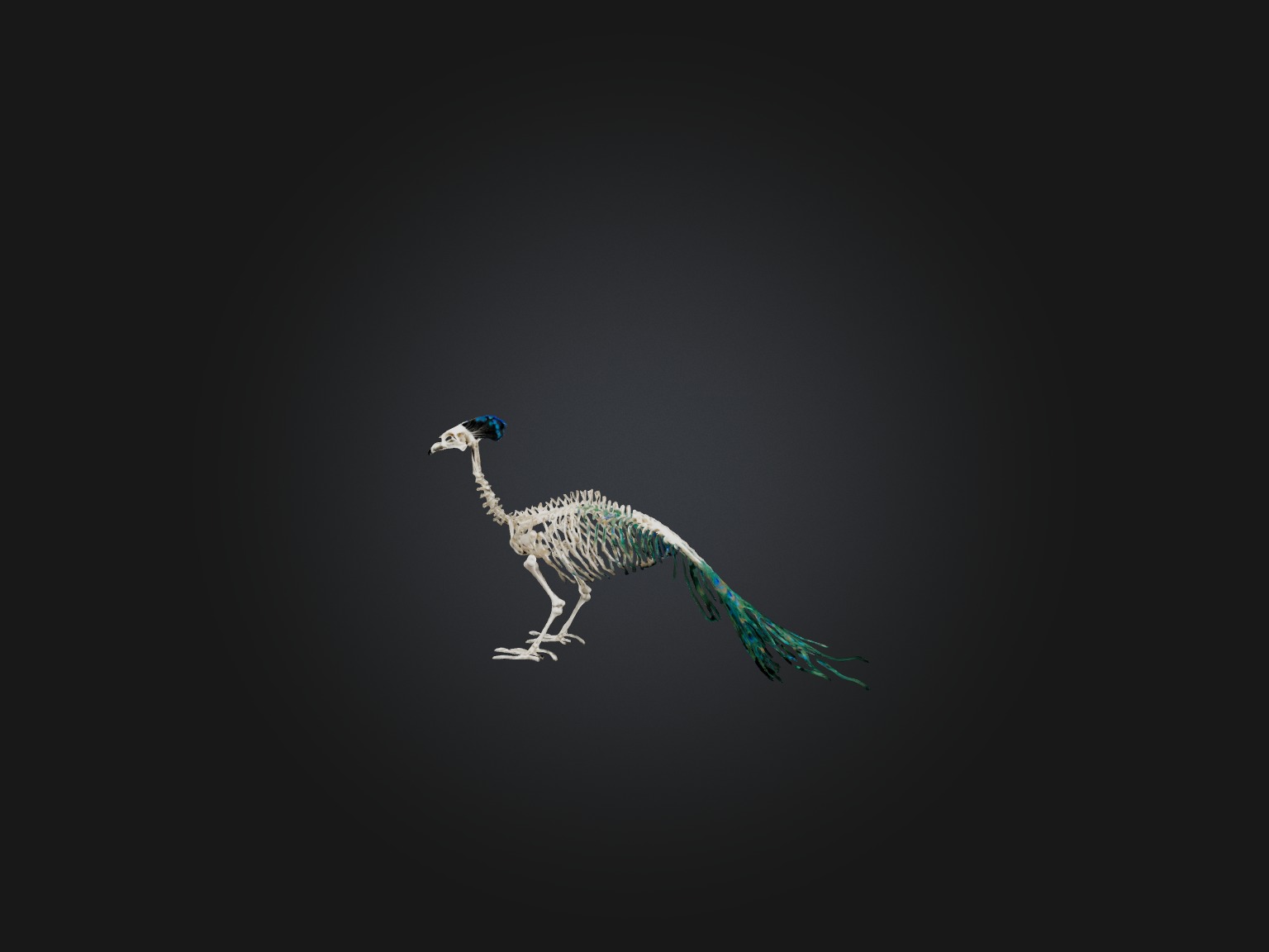 Realistic Peacock Skeleton Model Low-poly 3D model_1