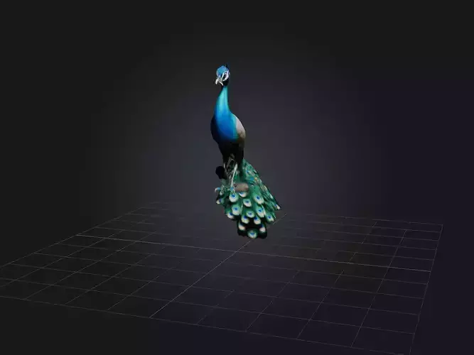 Realistic Peacock Model
