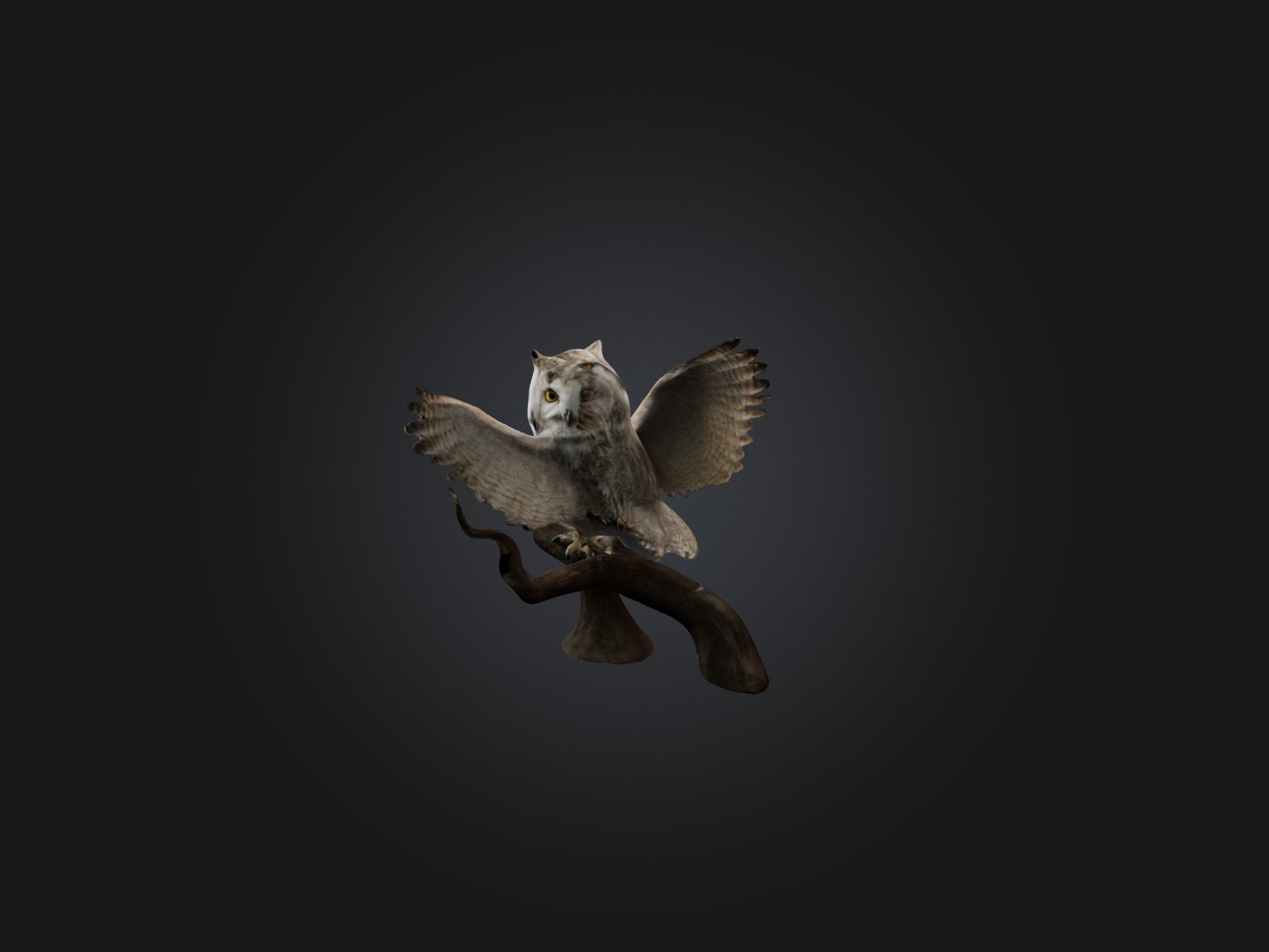 Realistic Owl Model Low-poly 3D model_1