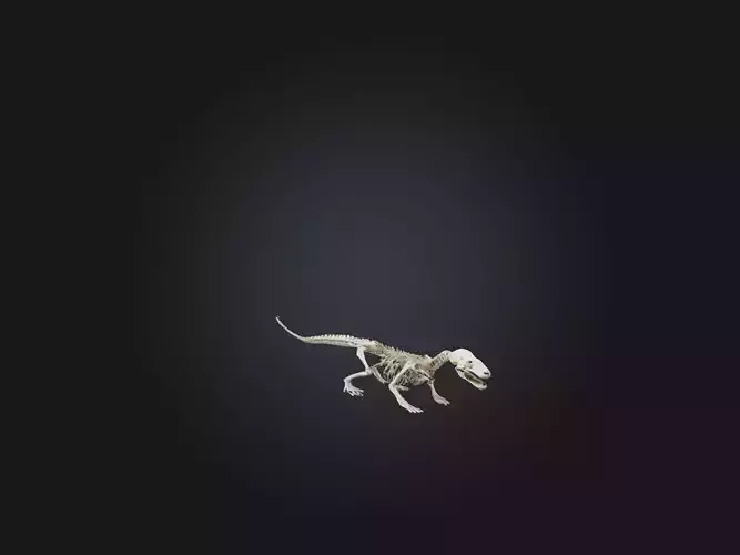Realistic Otter Skeleton Model