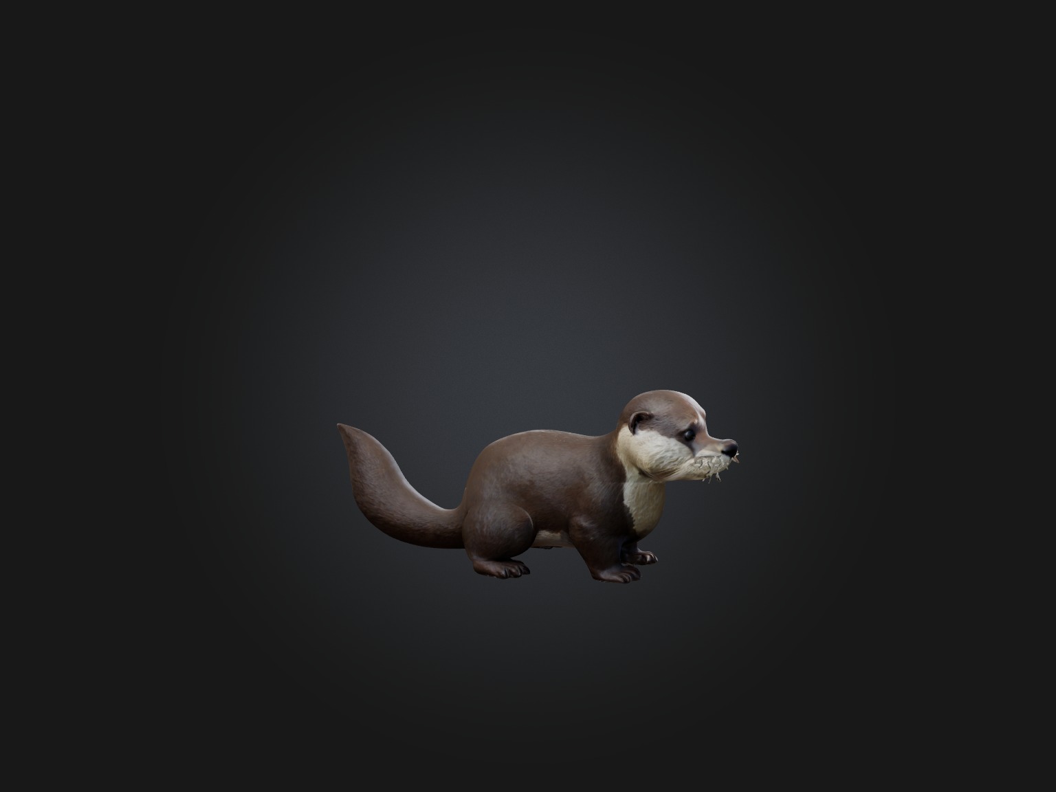 Realistic Otter Model Low-poly 3D model_4