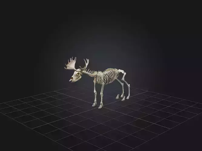 Realistic Moose Skeleton Model
