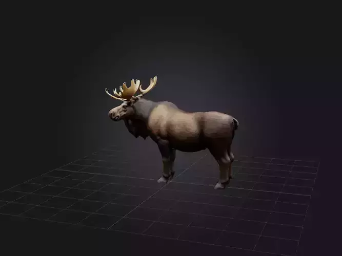 Realistic Moose Model Low-poly 3D model