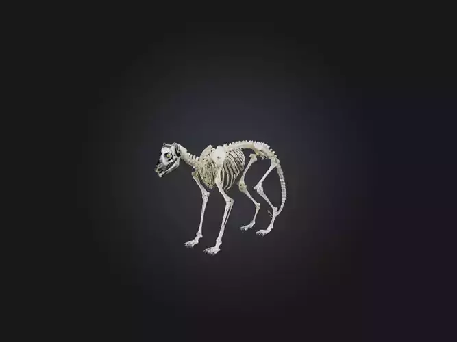 Realistic Lemur Skeleton Model Low-poly 3D model