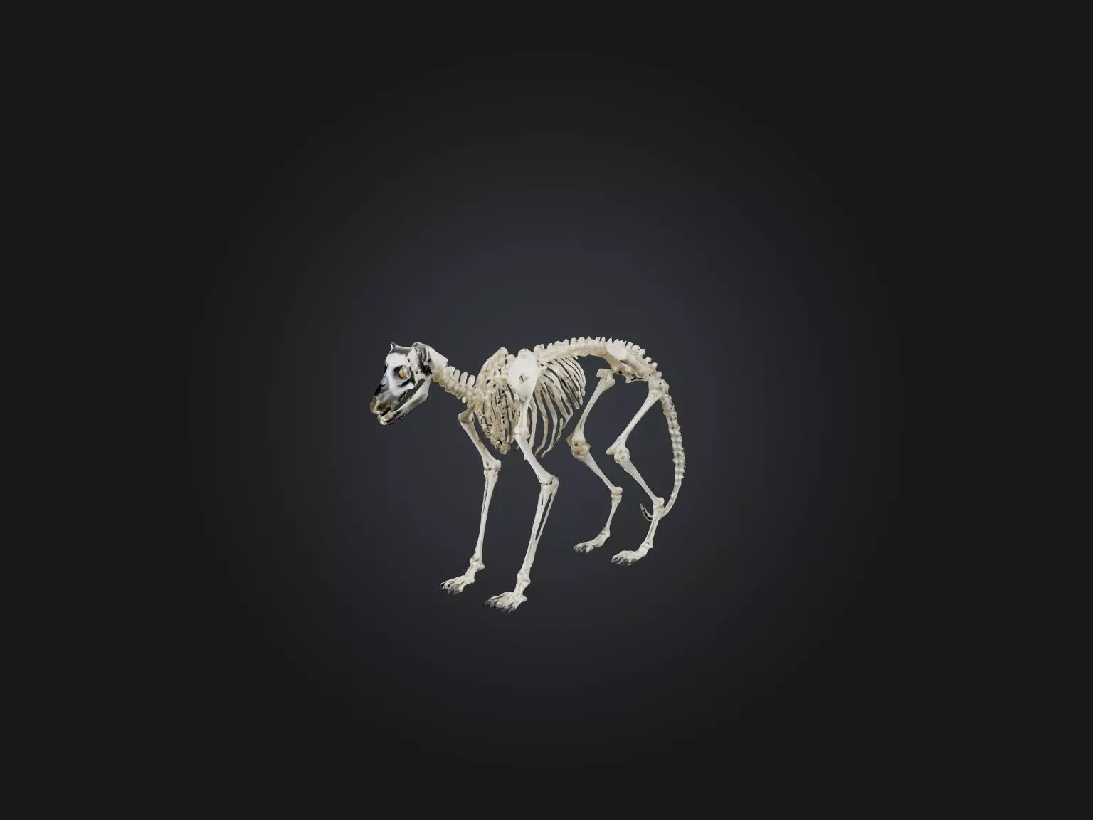 Realistic Lemur Skeleton Model Low-poly 3D model_0