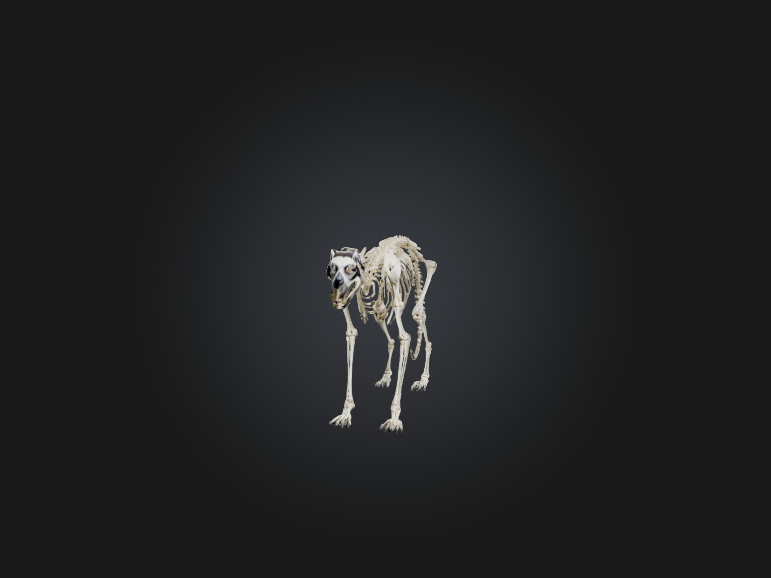 Realistic Lemur Skeleton Model Low-poly 3D model_2