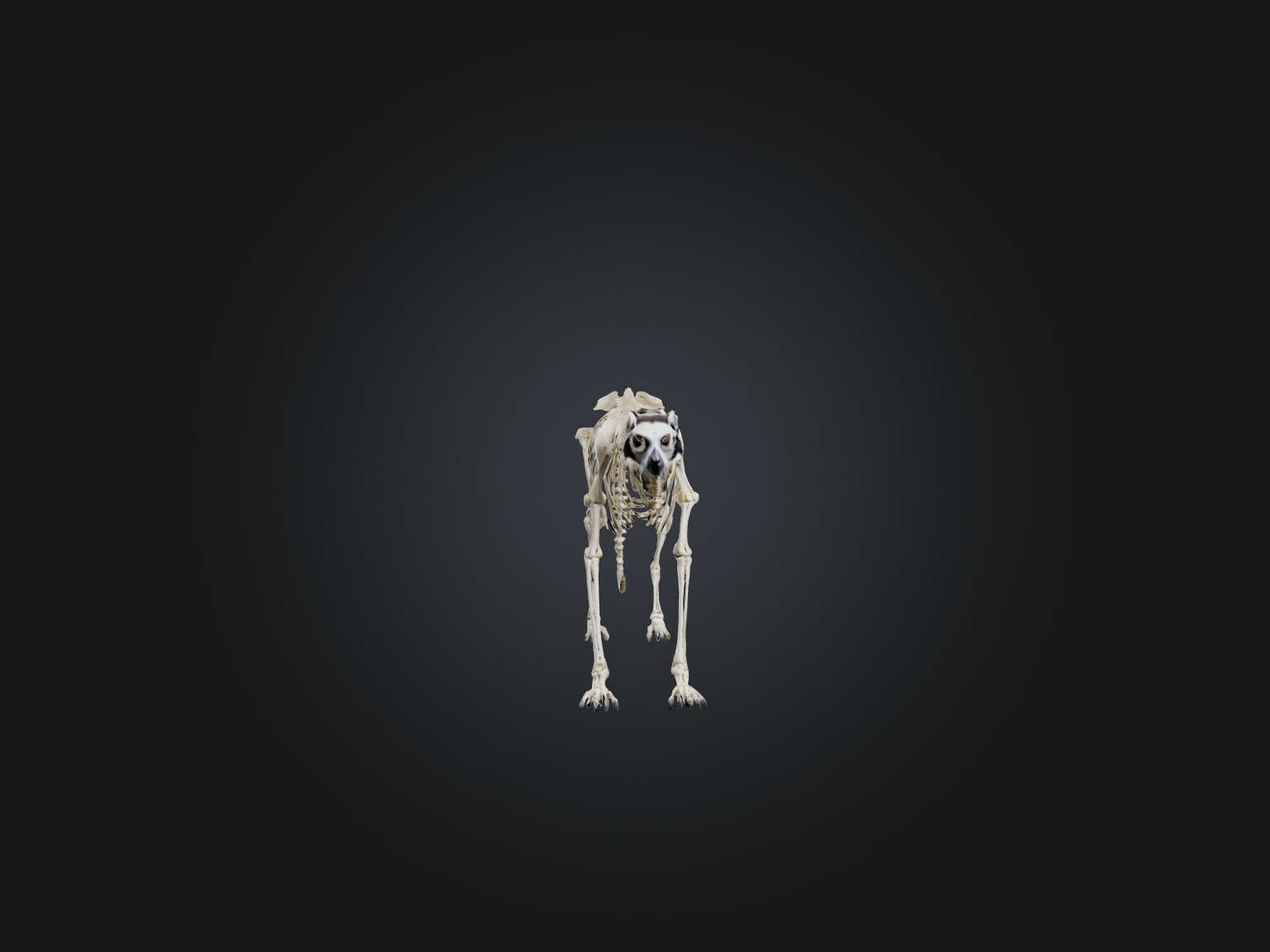 Realistic Lemur Skeleton Model Low-poly 3D model_4