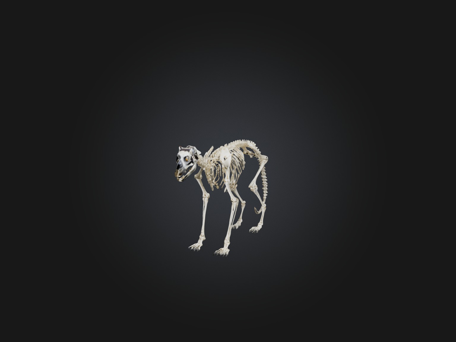 Realistic Lemur Skeleton Model Low-poly 3D model_1
