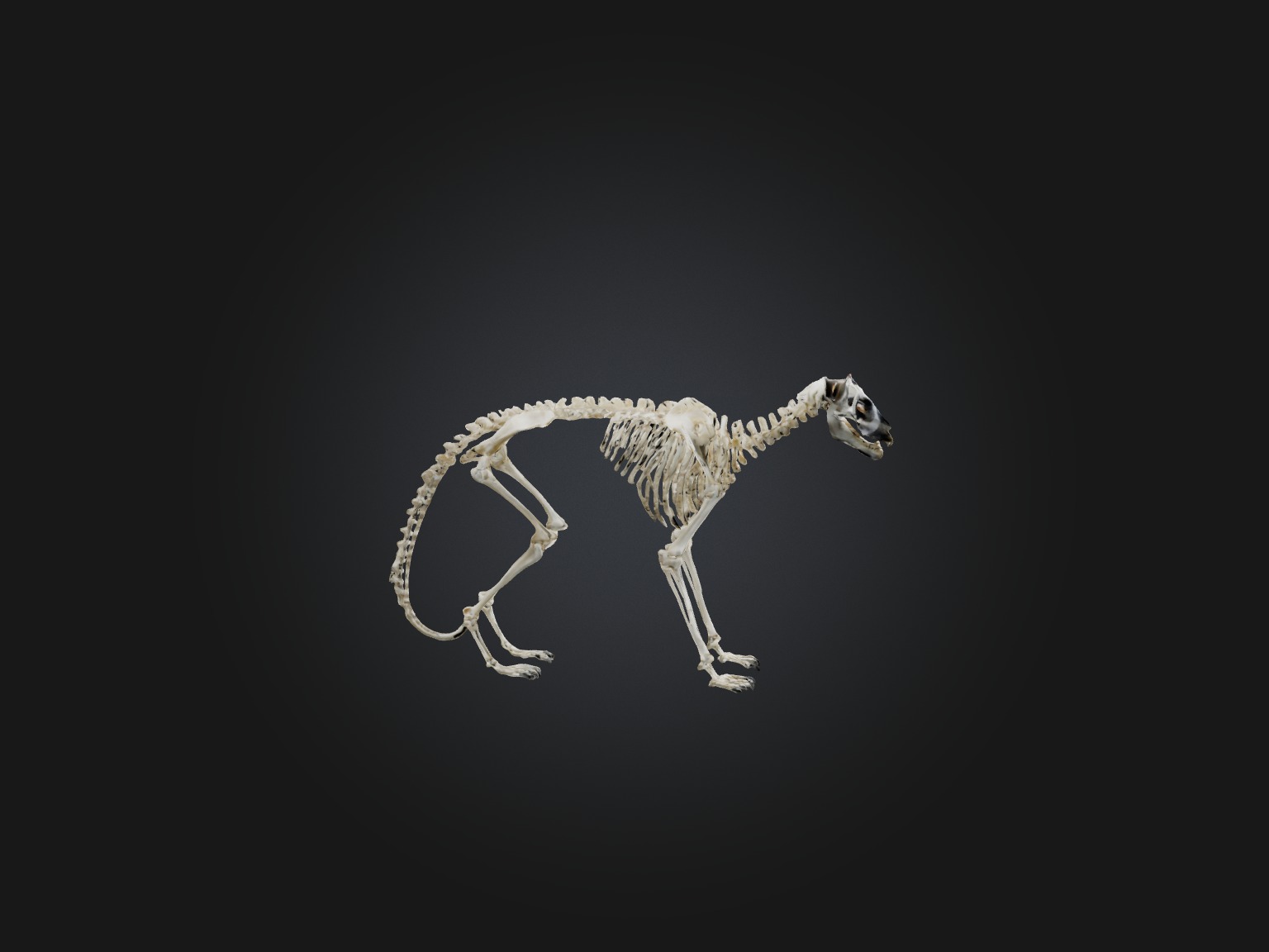 Realistic Lemur Skeleton Model Low-poly 3D model_7