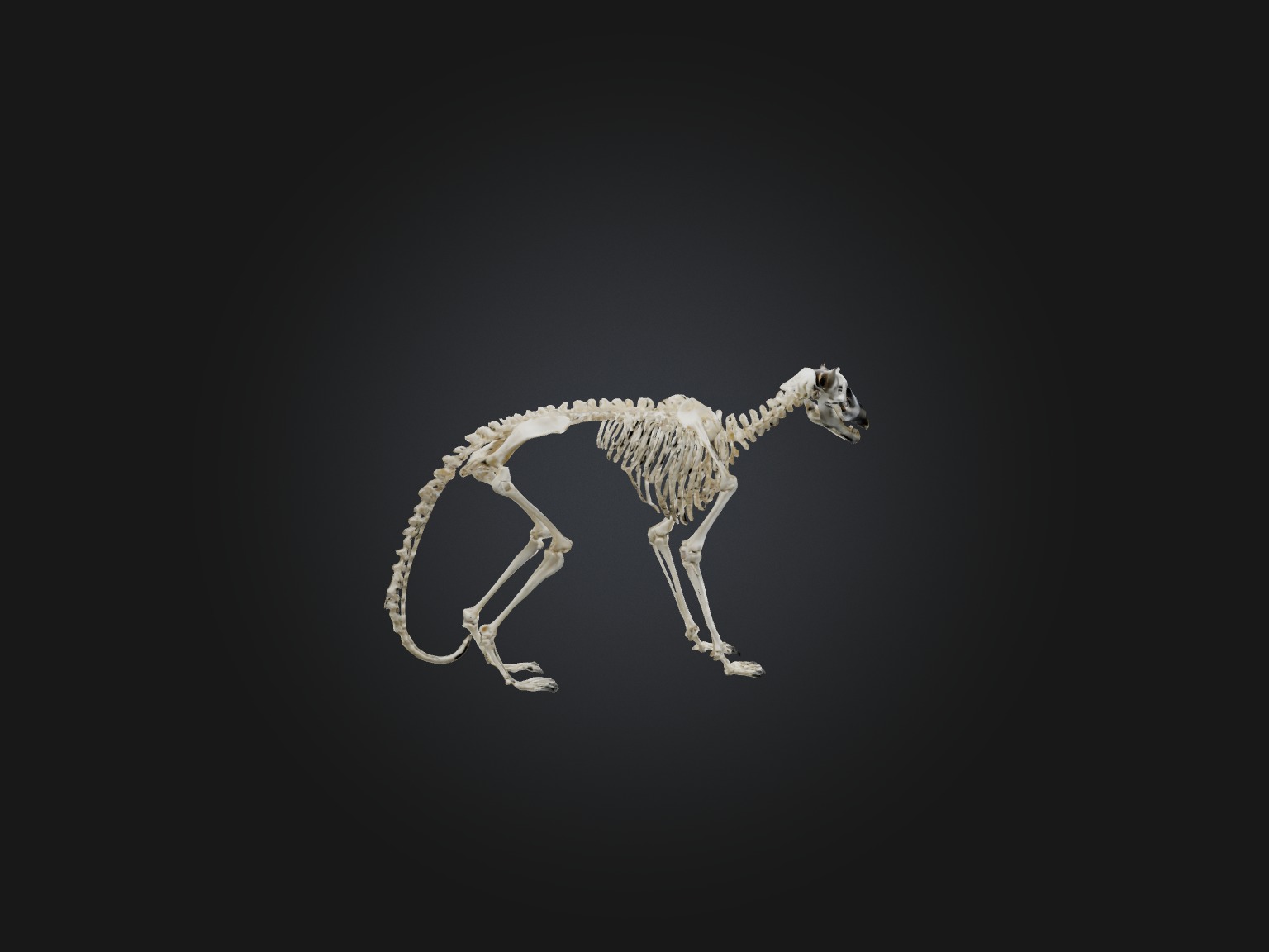 Realistic Lemur Skeleton Model Low-poly 3D model_8