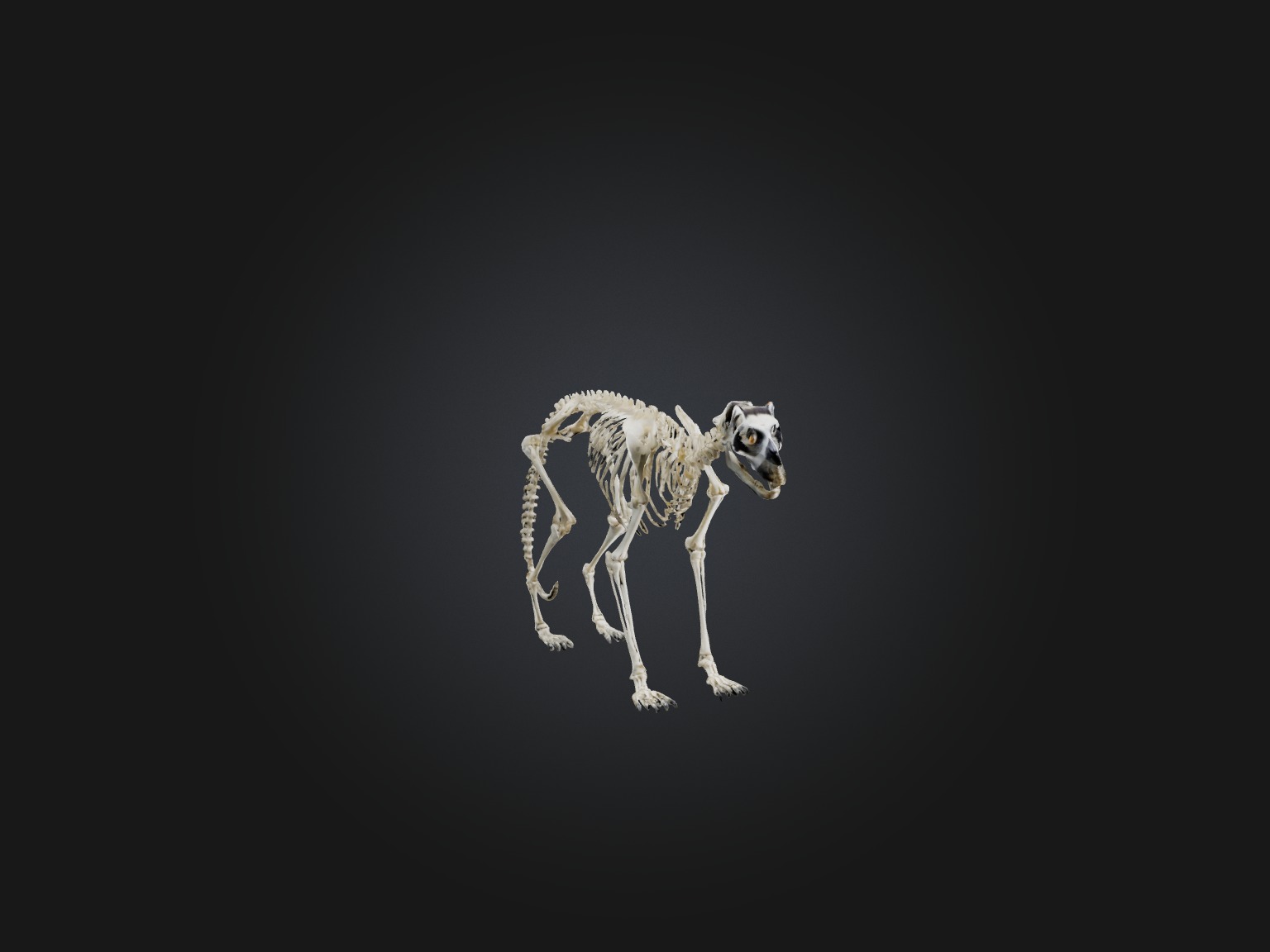 Realistic Lemur Skeleton Model Low-poly 3D model_5