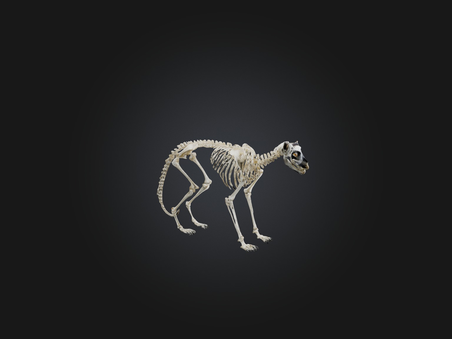 Realistic Lemur Skeleton Model Low-poly 3D model_6