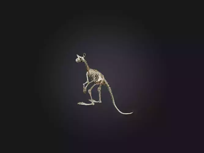 Realistic Kangaroo Skeleton Model
