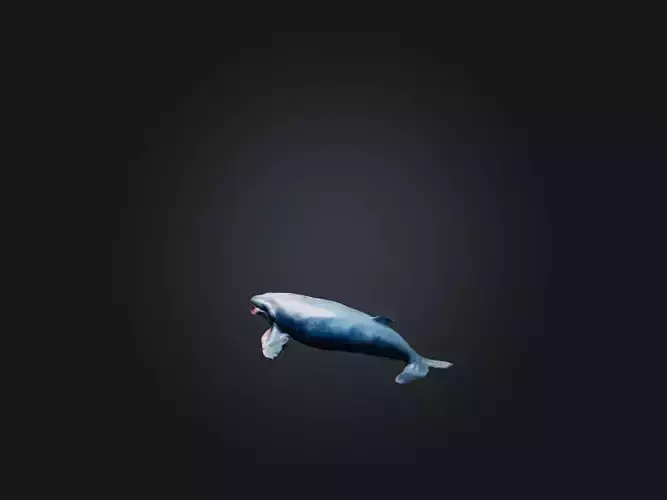 Realistic Injured Whale Model