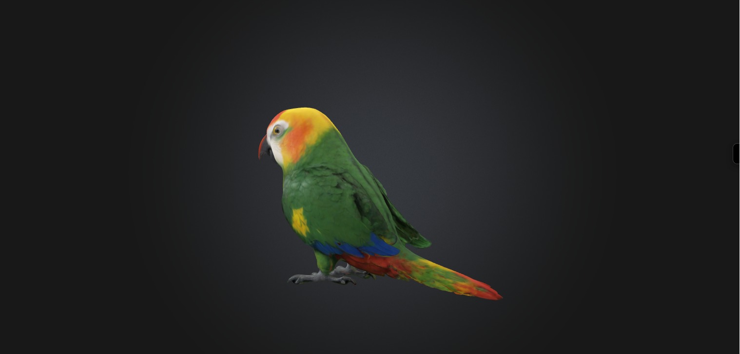 Realistic Injured Parrot Model Low-poly 3D model_4