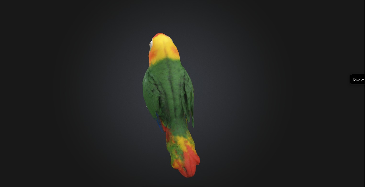 Realistic Injured Parrot Model Low-poly 3D model_8