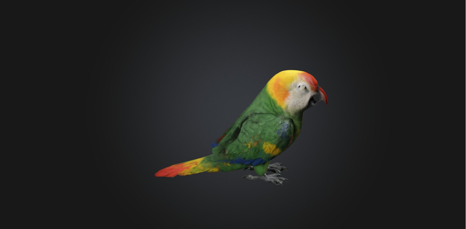 Realistic Injured Parrot Model Low-poly 3D model_2