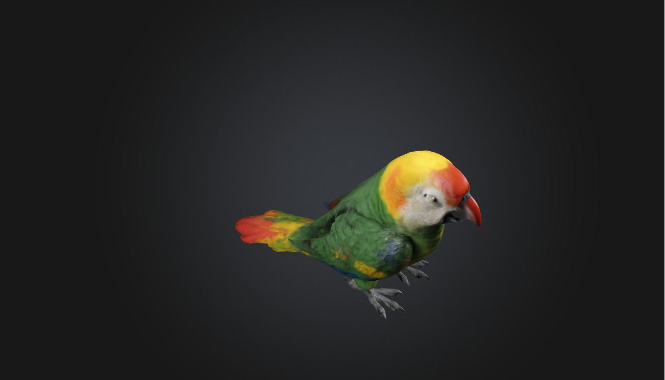 Realistic Injured Parrot Model Low-poly 3D model_9