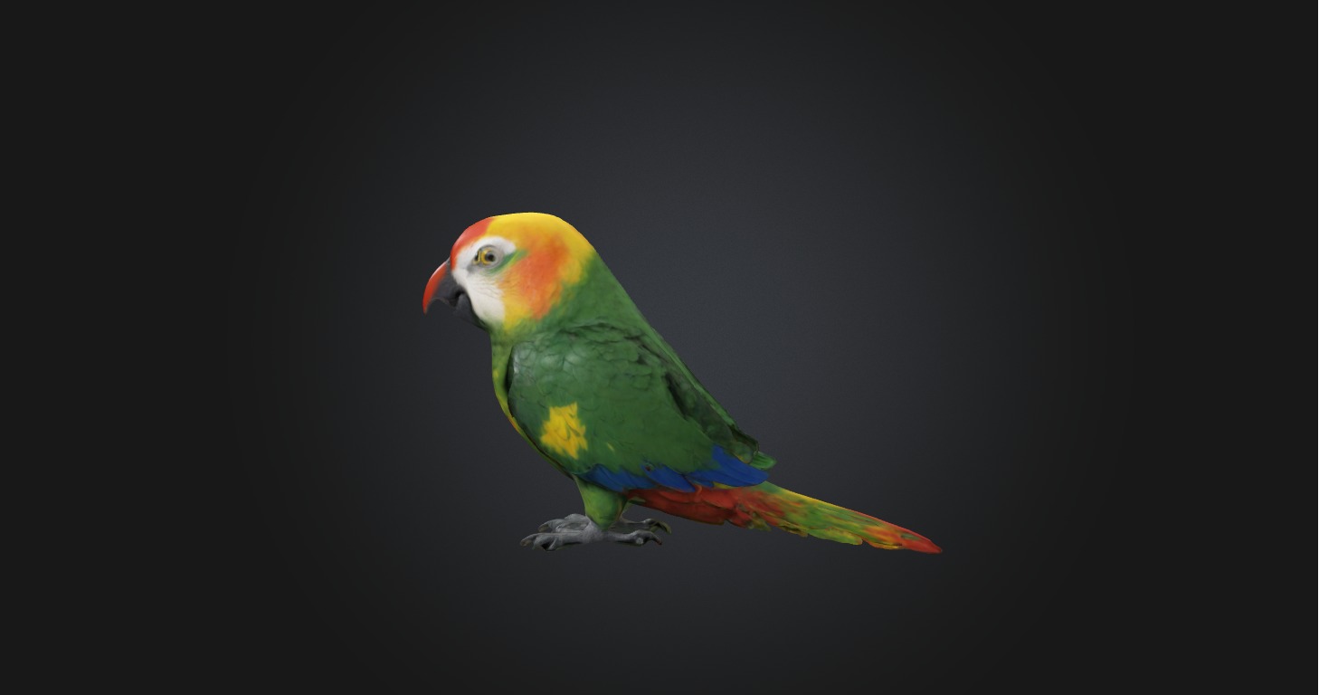 Realistic Injured Parrot Model Low-poly 3D model_5