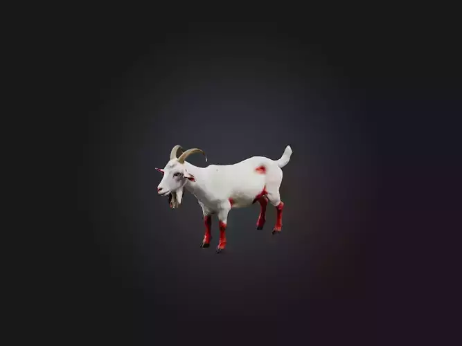 Realistic Injured Goat Model