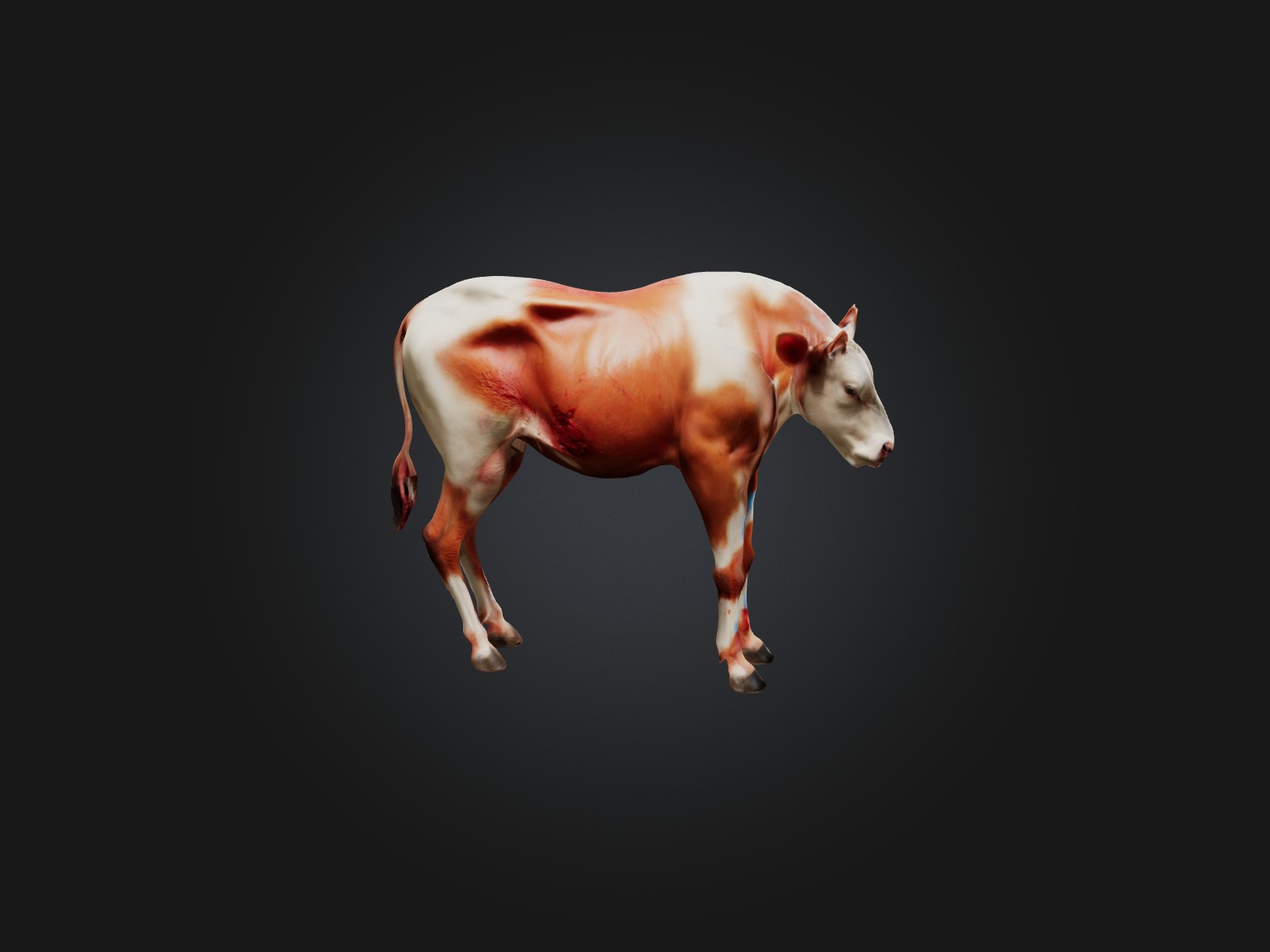 Realistic Injured Calf Model Low-poly 3D model_6